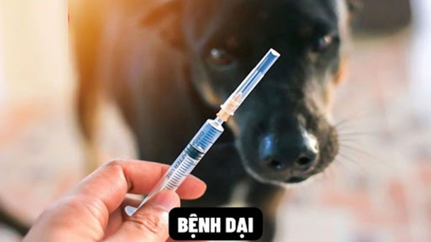 Lào Cai tiêm hơn 49.000 liều vaccine phòng dại cho vật nuôi