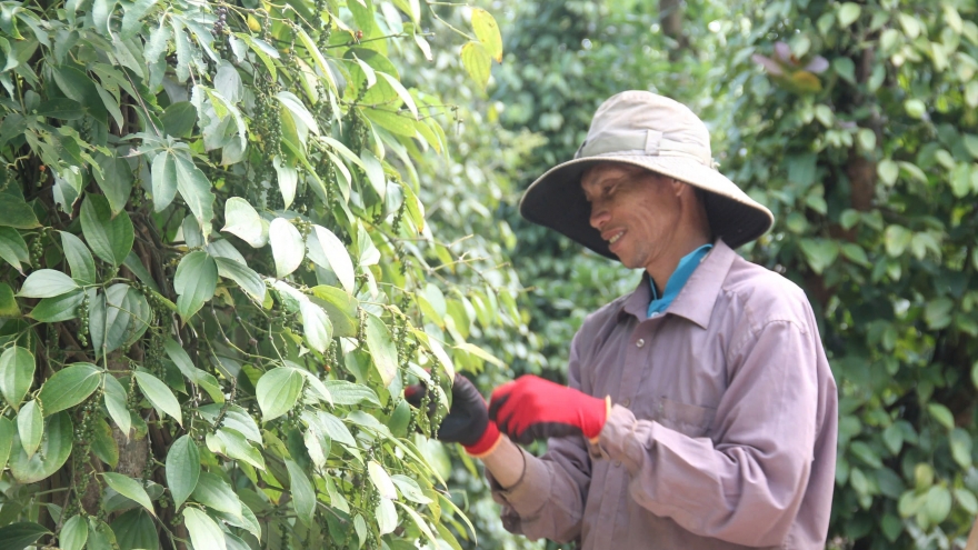 Hồ tiêu và gia vị duy trì kiểm soát chất lượng, dù gặp khó tại thị trường Mỹ