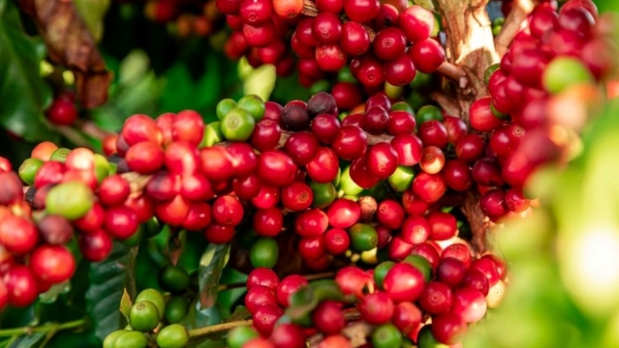 Giá cà phê hôm nay 3/7: Giá cà phê trong nước giữ giá 95.600 đồng/kg