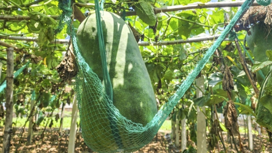 Độc lạ làng trồng bí đao "khổng lồ", có quả nặng hơn nửa tạ