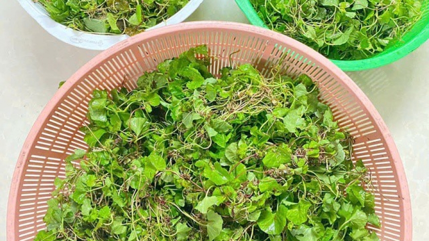 Loại rau được ví như "nhân sâm" của Việt Nam, phải đặt trước mới có hàng