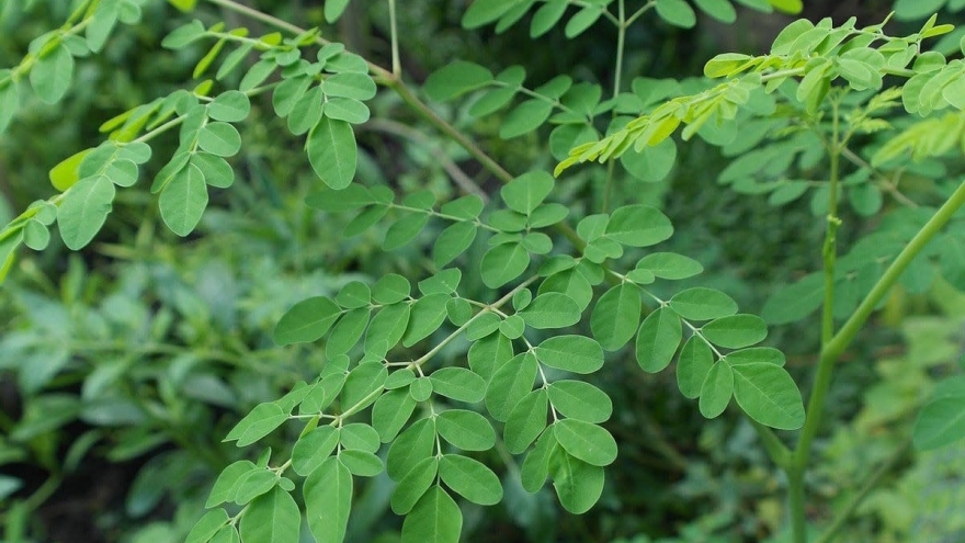 Cây mọc đầy ở Việt Nam là “báu vật” ở Ấn Độ, nhặt hạt bán kiếm bộn tiền