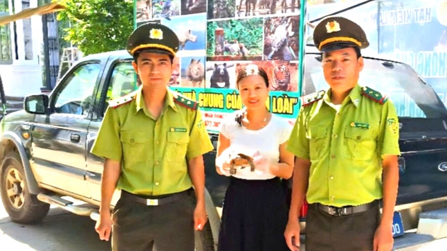 Người dân Huế giao nộp rùa núi vàng cho Kiểm lâm