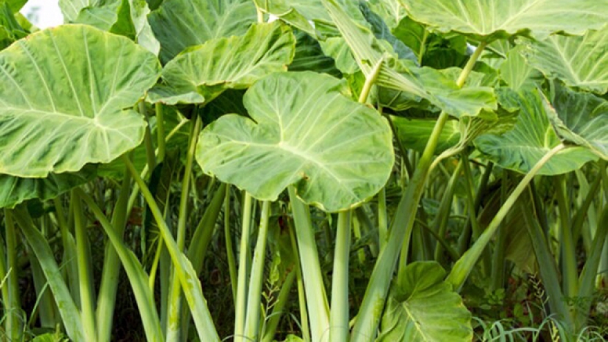 Cây dại “lên đời” thành đặc sản xuất khẩu