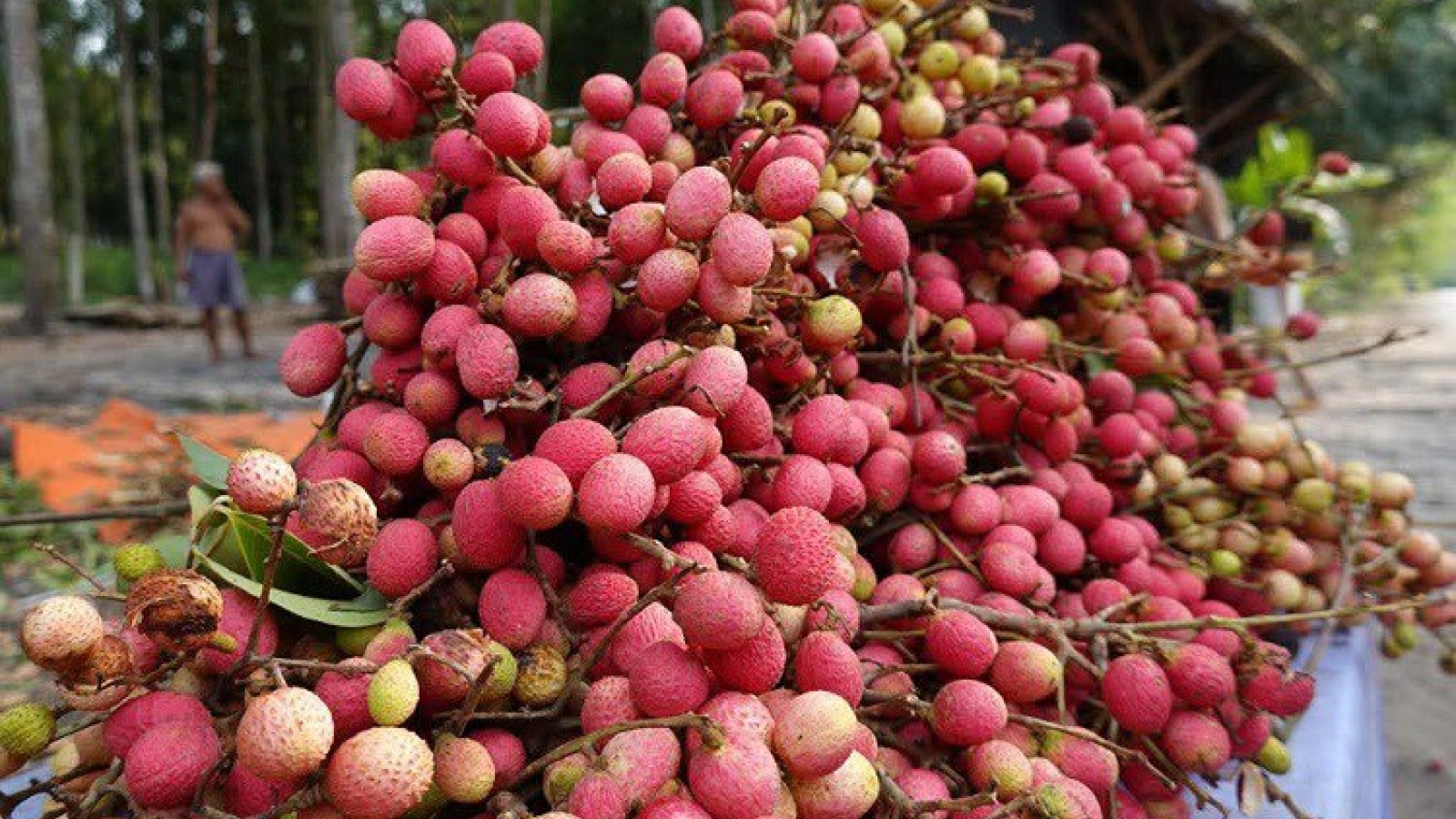 Loại quả dại trước chín đỏ rừng không ai hái, giờ thành đặc sản