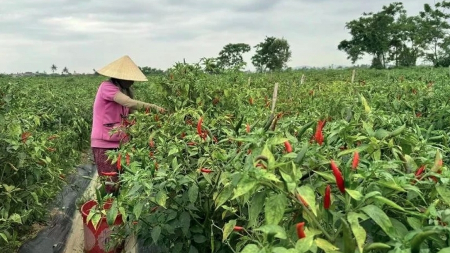 RoK firm boosts sustainable chili supply chain in Ninh Thuan