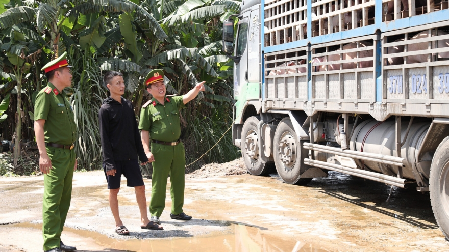 Bắt giữ xe tải chở 180 con lợn bệnh, lợn chết đi tiêu thụ