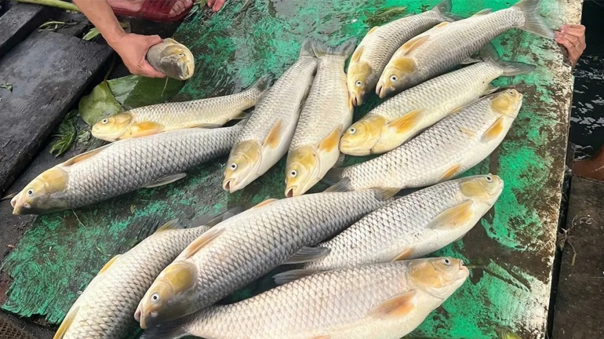 Khoảng 6 tấn cá lồng bè trên sông Đồng Nai chết bất thường