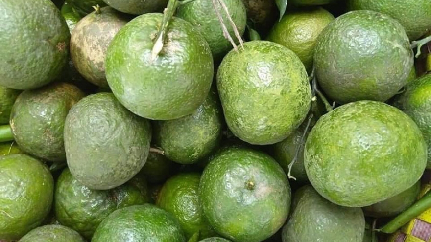 Cam sành vỉa hè có giá chỉ vài nghìn đồng/kg