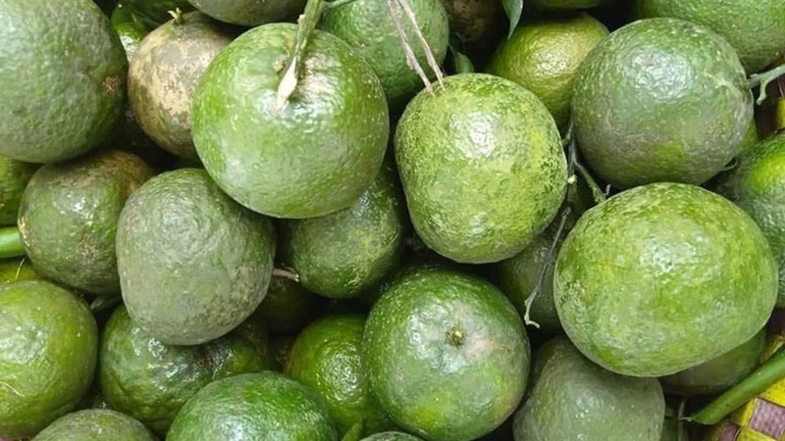 Cam sành vỉa hè có giá chỉ vài nghìn đồng/kg