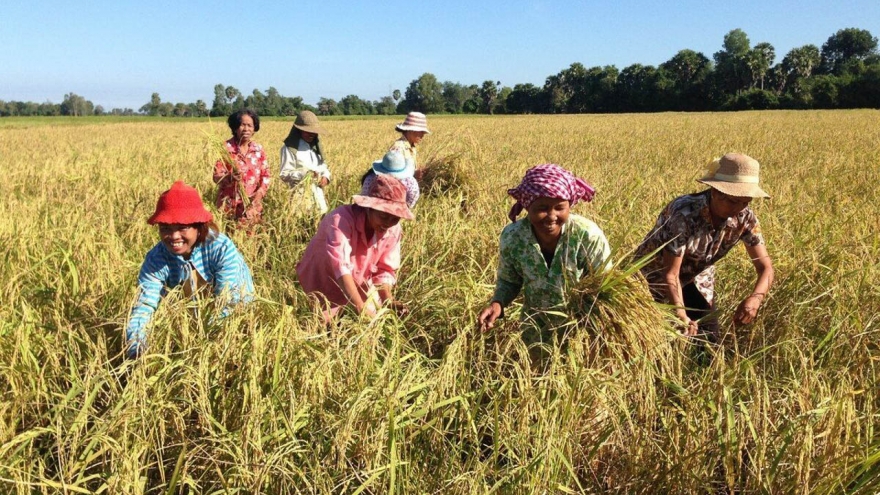Số hộ gia đình sản xuất nông nghiệp tại Campuchia tiếp tục sụt giảm