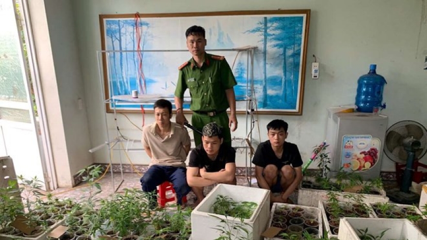 Phát hiện "vườn" cần sa 317 cây trong nhà dân tại Hải Phòng