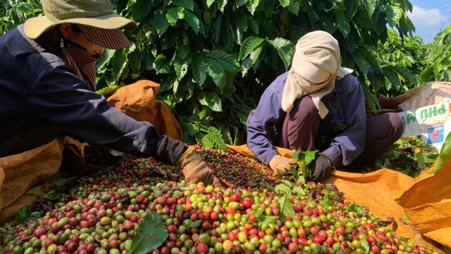 Giá cà phê hôm nay 8/5: Cà phê Robusta và Arabica tăng - giảm trái chiều