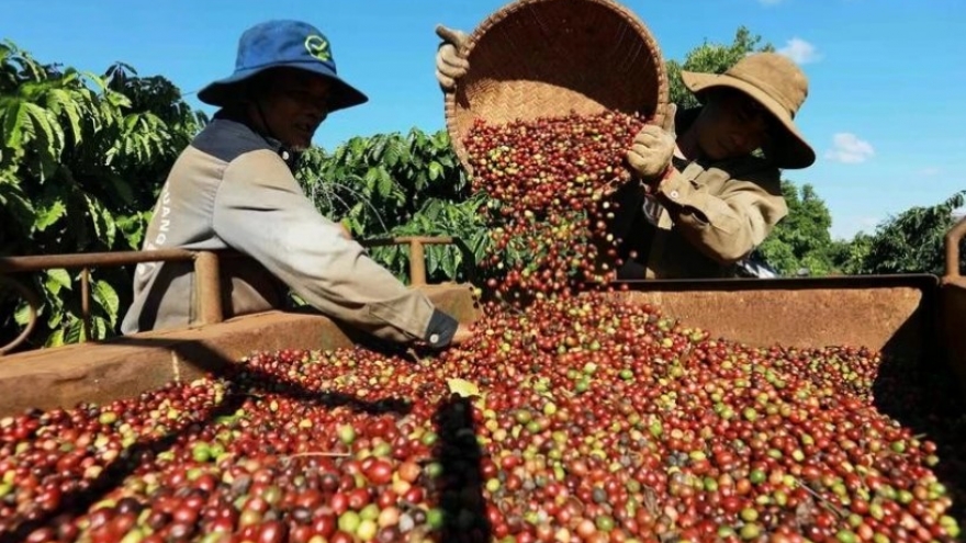 Vietnam’s coffee exports reach US$4.2 billion in first five months