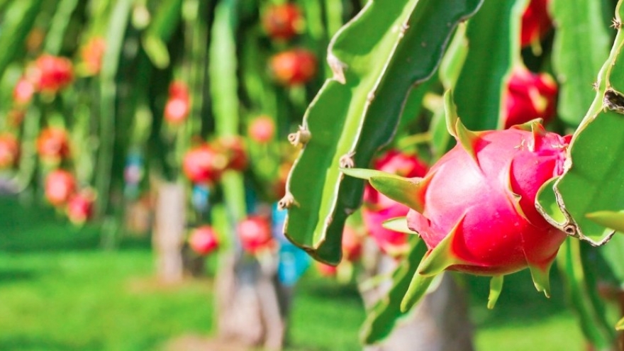 Three Vietnamese fruits named among Southeast Asia’s Top 26