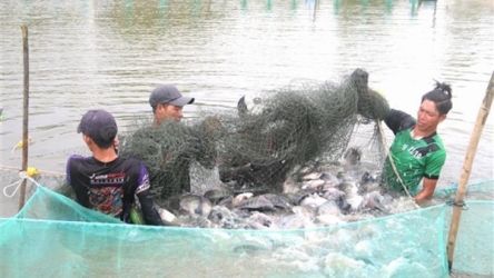 Brazil lifts suspension on Vietnamese tilapia fish imports