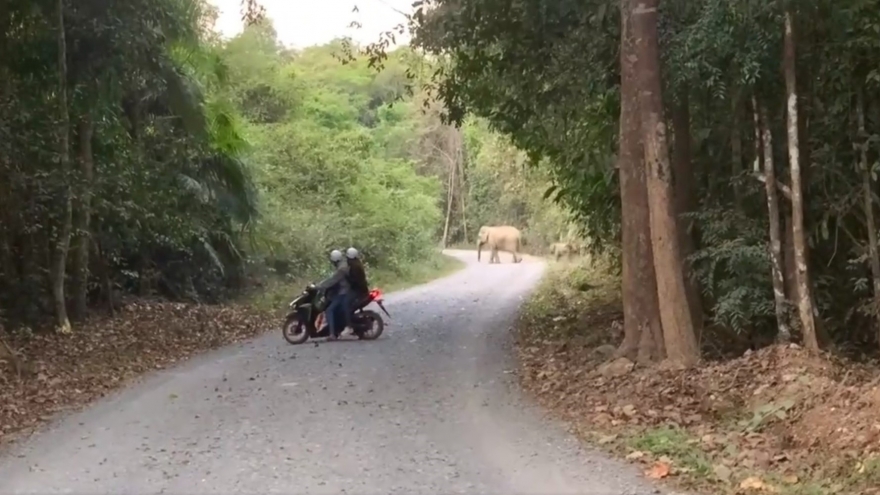 Voi rừng xuất hiện thường xuyên gần khu dân cư ở Đồng Nai