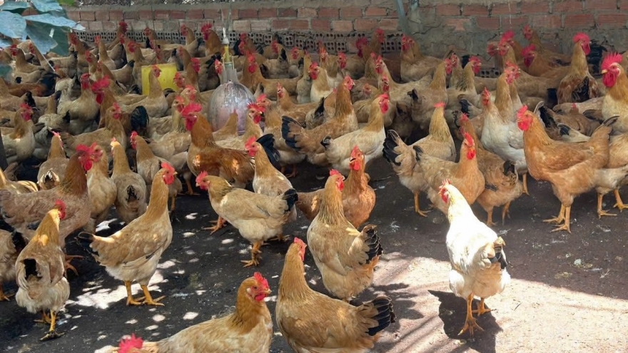 “Thủ phủ” chăn nuôi Đồng Nai thiệt hại kép vì tin đồn trứng giả