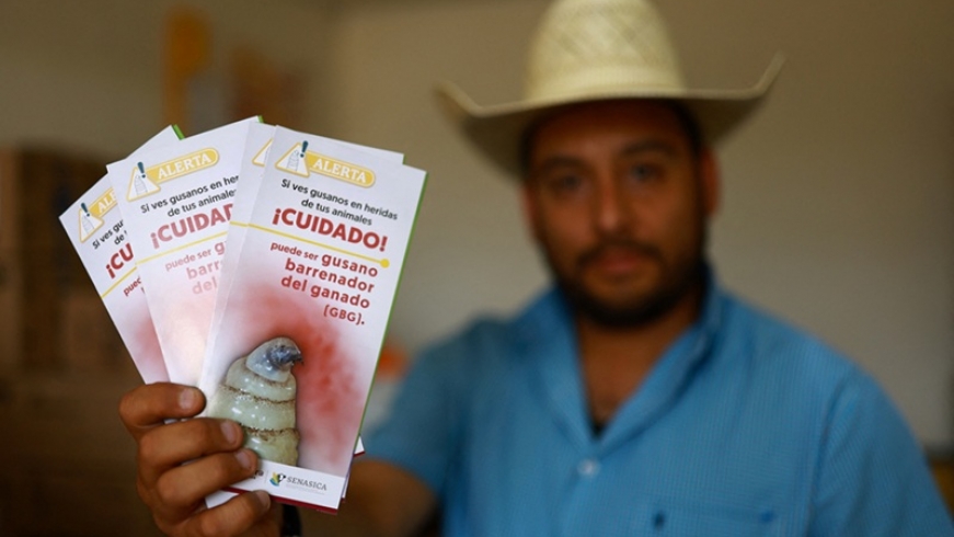 Mexico tăng cường kiểm soát sự lây lan của giòi “ăn thịt” ở gia súc