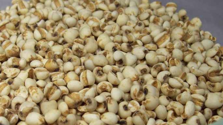 Chị em săn lùng loại hạt từng được dùng để cứu đói