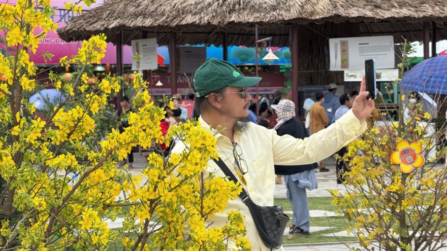 Bất ngờ vườn mai nở rộ trong dịp Đại lễ Vesak