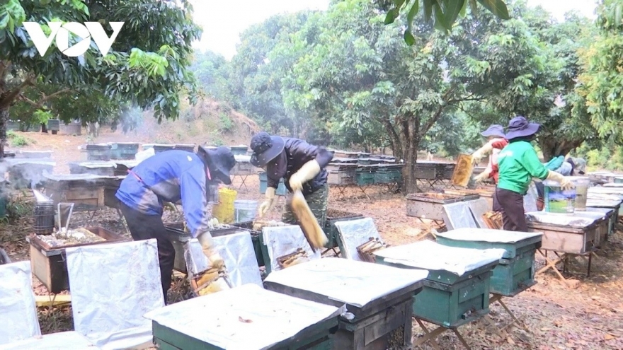 Người dân Sơn La thu lời 1 triệu đồng/đàn ong ngoại một năm