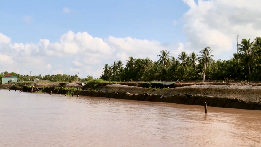 Sạt lở nghiêm trọng tại cửa sông Trà Cú, hàng chục hộ dân bị ảnh hưởng