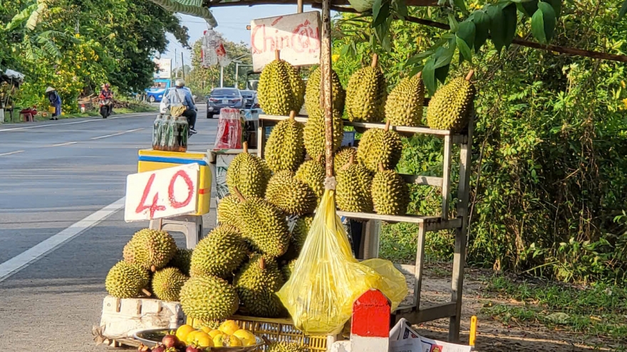 Giá sầu riêng tại Hậu Giang giảm mạnh so với đầu vụ