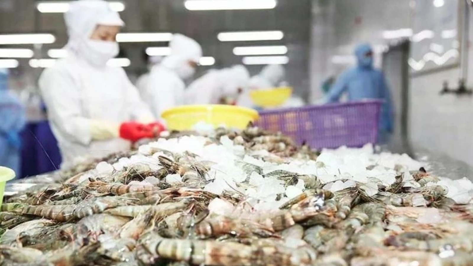 Vietnam, Cuba expand high-tech shrimp farming cooperation