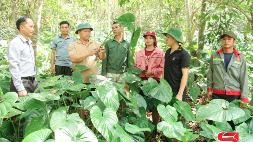 Cà Nàng chuyển hướng sản xuất nông nghiệp