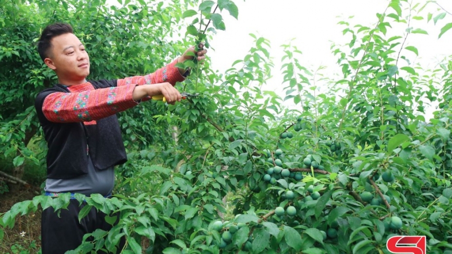 Vân Hồ tập trung chăm sóc cây ăn quả