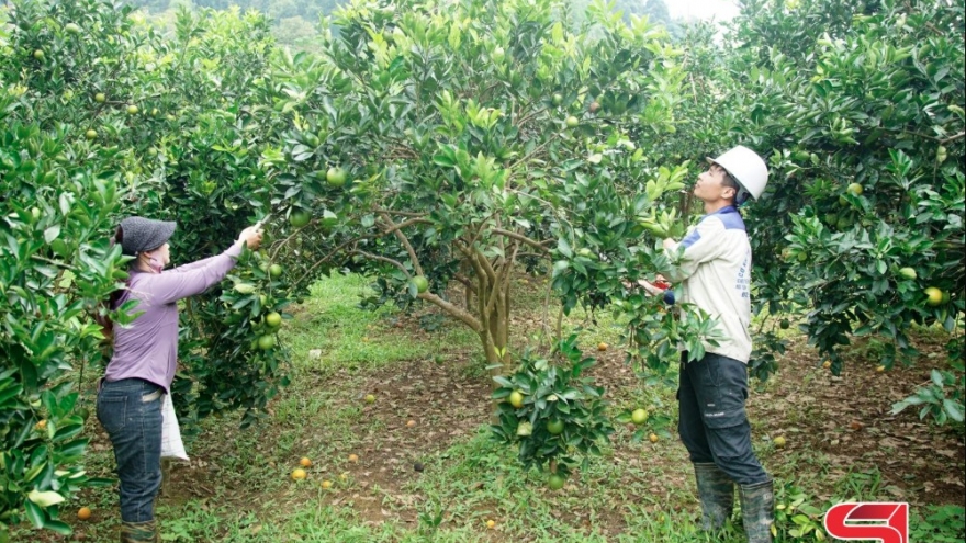 Phù Yên đẩy mạnh phát triển nông nghiệp hữu cơ