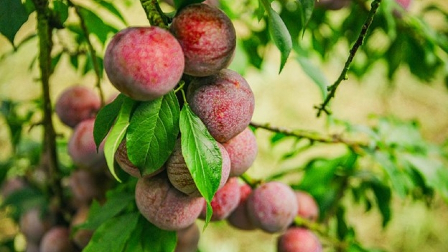 Loại quả đang vào mùa ở Việt Nam, tưởng chỉ ăn cho vui miệng lại có lợi đủ đường
