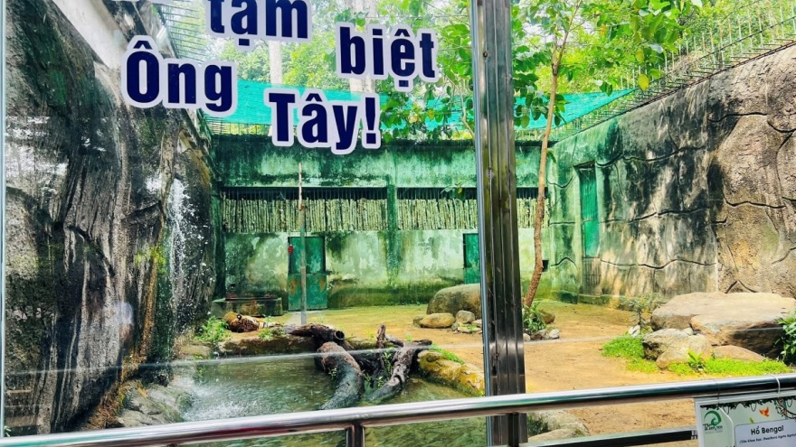 Cặp hổ Bengal song sinh Bình – Dương được tổ chức sinh nhật