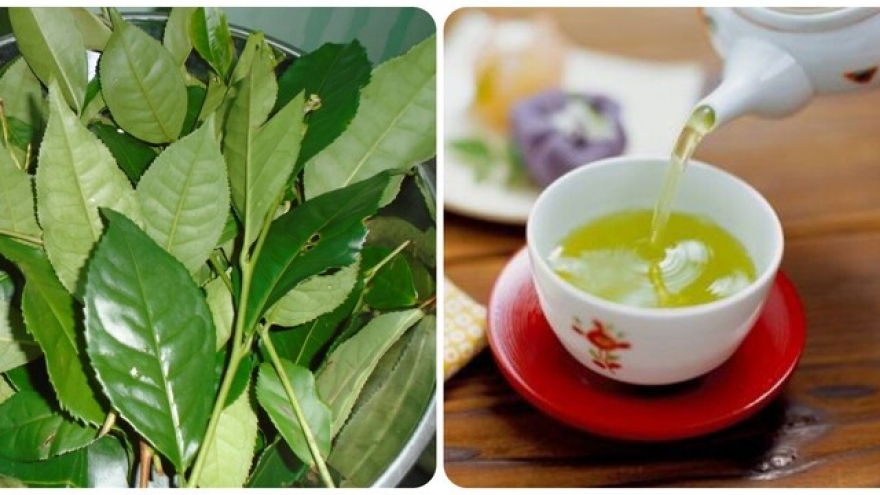 4 không khi uống nước chè xanh để không gây hại cho sức khỏe