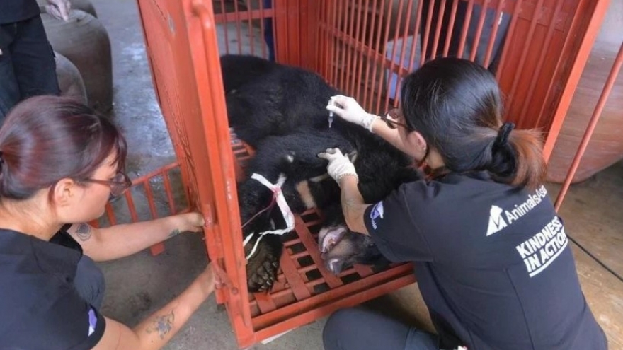 Captive Asian black bear transferred to rescue centre