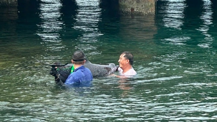 200-kilo dolphin rescued after washing ashore at Tien Sa Port