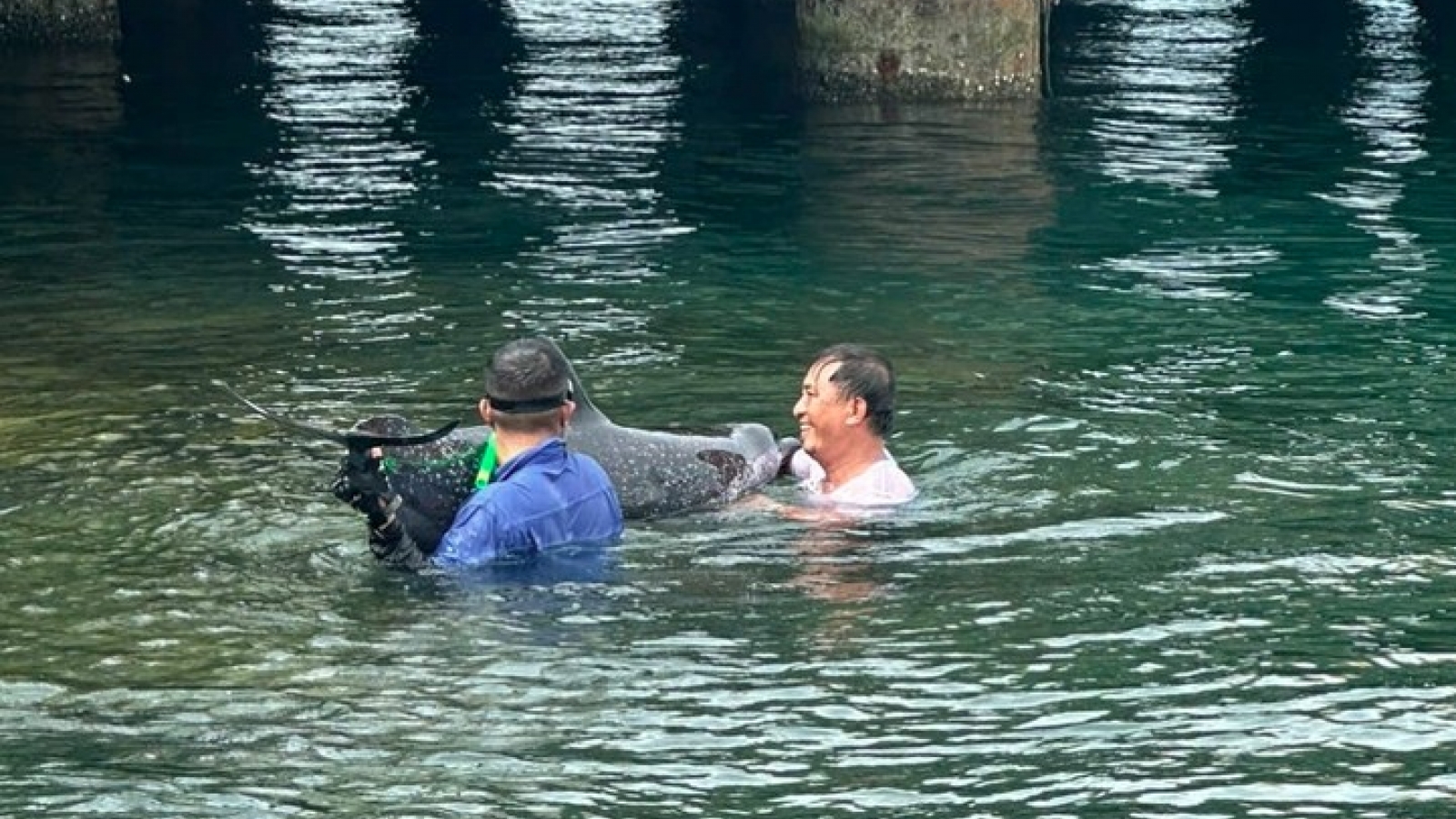 200-kilo dolphin rescued after washing ashore at Tien Sa Port