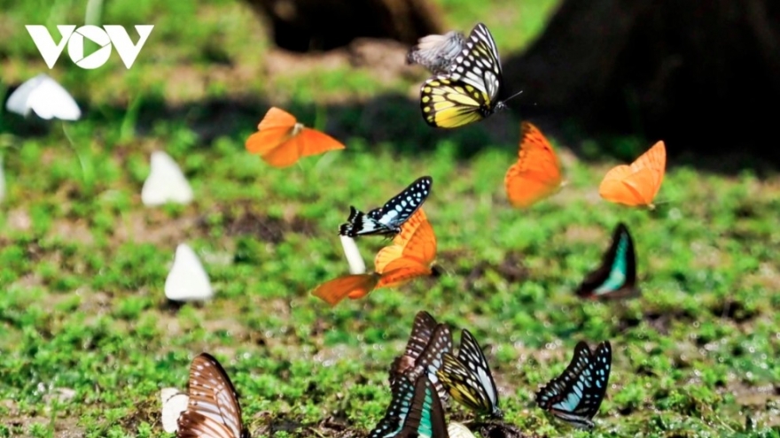 Discovering Cuc Phuong National Park during butterfly season