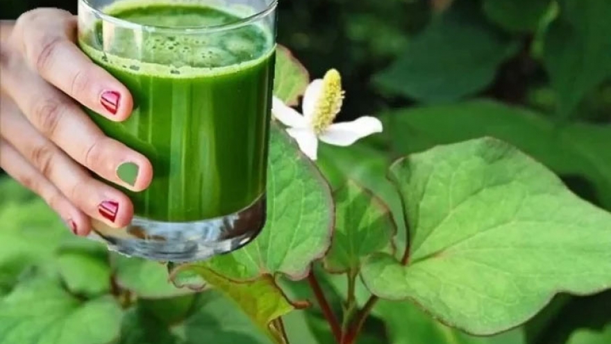 Bài thuốc từ rau diếp cá