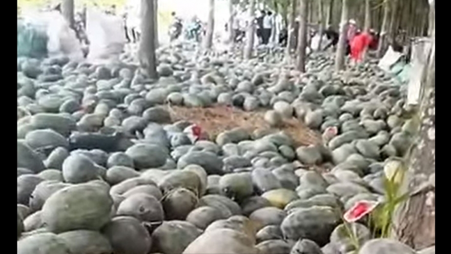 Xôn xao video người dân lấy hàng tấn dưa hấu bị bỏ trong rừng cao su