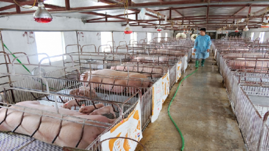 Báo động tình trạng mất an toàn vệ sinh thực phẩm trong chăn nuôi