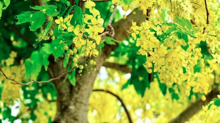 Golden shower trees in full bloom around West Lake
