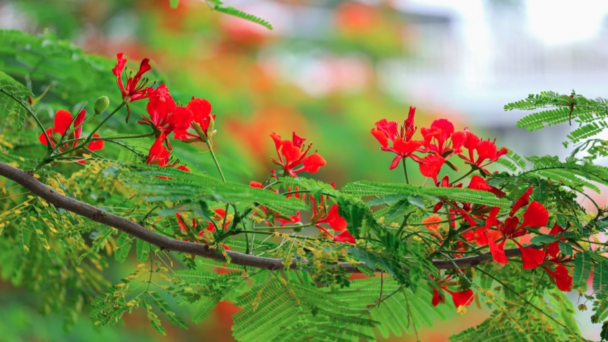 Flamboyant blossoms light up Hanoi’s early summer streets