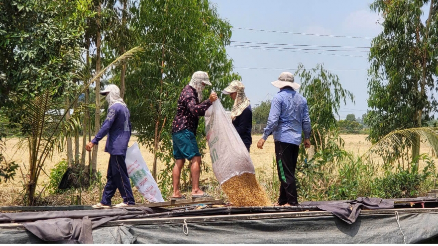 Giá lúa hè thu đầu vụ ở Hậu Giang giảm khoảng 1.000 đồng/kg so với cùng kỳ