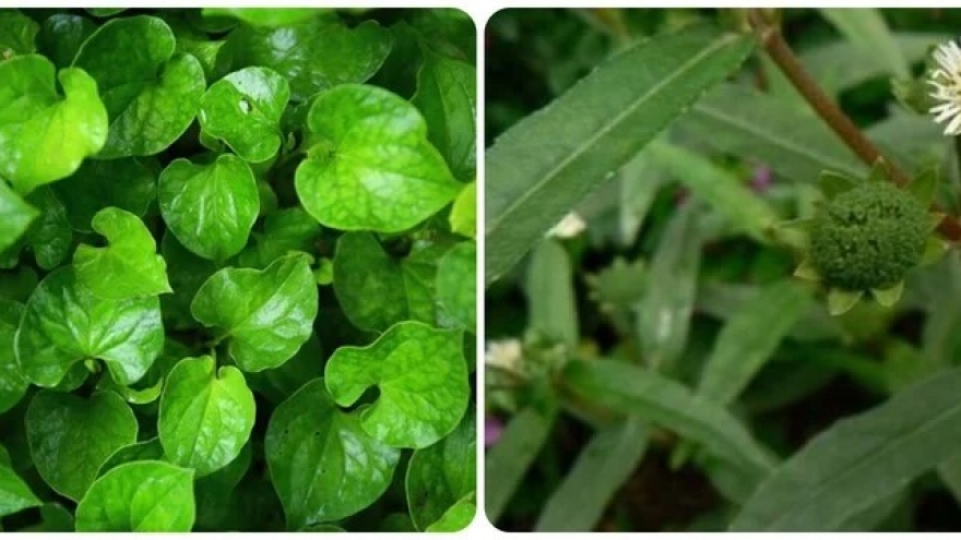 Loại lá nhiều nhan nhản uống mát gan, giải độc nhưng không phải ai cũng biết