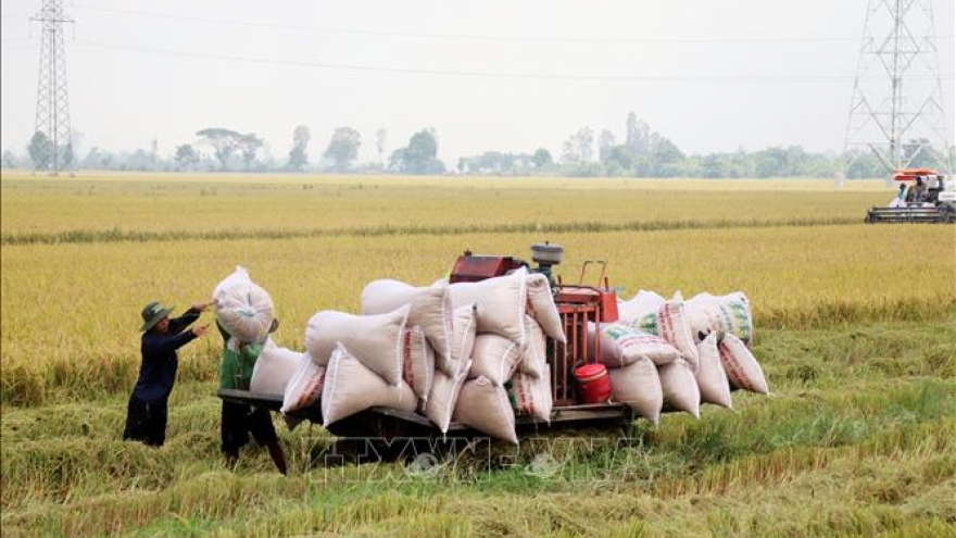 Giá lúa Hè Thu không cao, nông dân lợi nhuận thấp