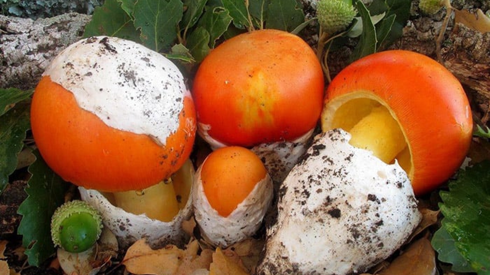 Loại nấm nhìn như lòng đỏ trứng gà, giá lên tới 300.000 đồng/kg