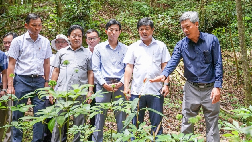 Người vùng cao Nam Trà My và kho báu tri thức về sâm Ngọc Linh được vinh danh