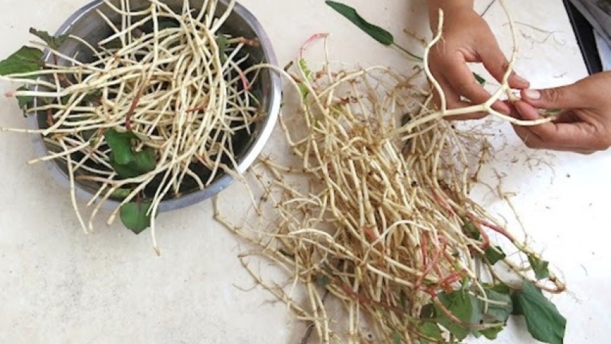 Loại rễ cây tưởng chỉ bỏ đi lại là vị thuốc đại bổ, cực sẵn ở Việt Nam
